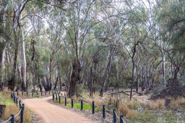 The trail winds through quiet gums, where the only sound is the river negotiating its own bureaucracy. [4731]