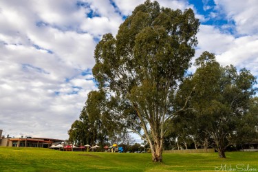 Very nice and serene park area between the Gol Gol Hotel beer garden and the Murray River. Nice place for kids to play if you trust them to keep out of the water. [4916]