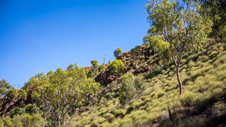 Hardy spinifex thrives on Mt Isa's dry rocky ground. [0861]