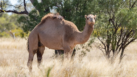 This one humped Droedary roams in small herds, grazing on shrubs and spinifex, all across central and western Queensland. Australia actually has the largest wild camel population in the world, descendants of specially imported early transport animals. [0788]