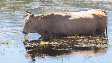 We watched this bull stroll into the water, partake of some underwater delicacies, then wander ou. [6855]