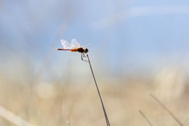 The Scarlet Percher dragonfly likes to perch on top of twigs like this one, in hot sunny places near water. [6868]