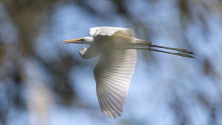 The Eastern Great Egret is widespread across Australia, especially near wetlands, rivers, and lakes, so this one is right at home at Lake Moondarra. In flight, they’re graceful and silent, often gliding high above the landscape. [6978]