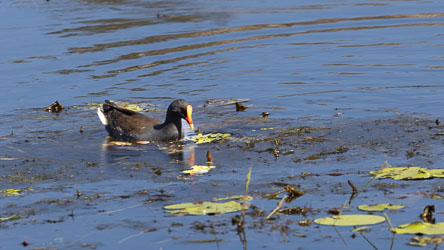 The most notable feature of the Dusky Moorhen is its red bill. This bird likes wetlands, expecially freshwater marshes and swamps. [9946]