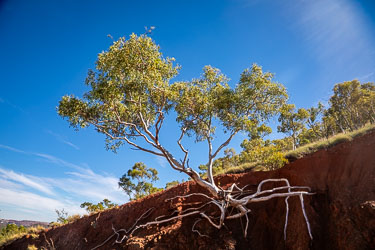 Tree roots clinging to the side of the steep wall deside the trail up Telstra Hill. [0864]