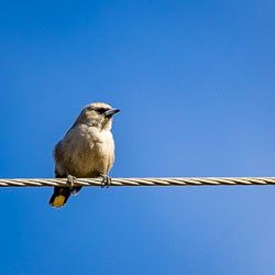 Little Woodswallows, this one near Telstra Hill, like to survey their domain from wiry perches. [7079]