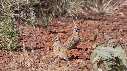 Spinifex Pigeons are unmistakable with their tall crests, chestnut barring, and vivid red eye-rings, and they love the reddish (iron oxide) rocky terrain around Tslstra Hill. [7136]