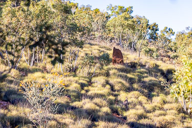 We stumbled gingerly over rocky ground between spinifex clumps, looking for the elusive Carpentaria Grasswren, but mostly just suffering prickled legs. [7685]