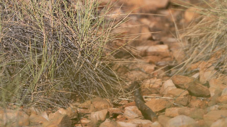 There is a Carpentaria Grasswren somewhere in the spinifex here but he darts between the clumps far too fast for anyone to photograph.. Birders claimed a victory here, but not photographers! [7152]