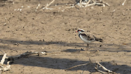The Black-fronted Dotterel is a plover with a very distinctive red-eye ring. This one is skittering about the dry beds of the Leichhardt River in Mt Isa. [7185]