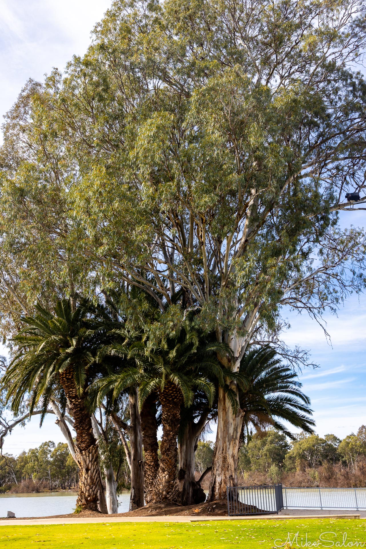 A grove of exotic palms and native gums sit together in harmony on the banks of the Murray River in Renmark. [4647]