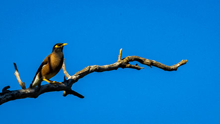 Unlike the introduced and unrelated city pest, the starling Indian Myna, this is a Noisy Miner, a honeyeater, and is native to Australia and endemic to the east and southeast. [5605]