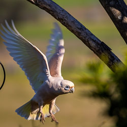 Little Corella with his distinctive blue skin around the eye, in flight in Scone. [5477]