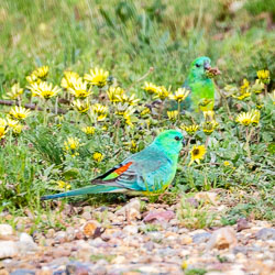 Despite his bright green body, this is a Red Rumped Parrot, defined by a red patch which is often hidden. These birds were very common around Scone, mostly pecking around the ground cover. [5529]