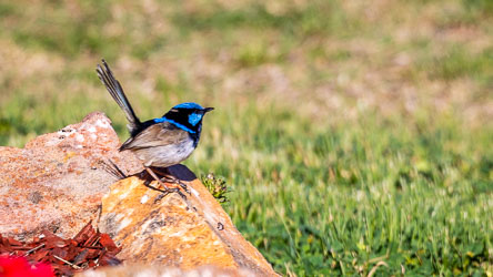 Also known as a Blue Wren, this is a male Superb Fairy-Wren. Females doe not exhibit the irridescent blue plumage. They are common in this part of Australia, but they are skittish and do not pose for photographers! [5599]