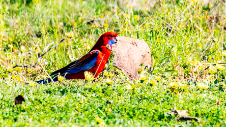 Bright red plumage + blue cheeks makes this fellow a Crimson Rosella. [5689]