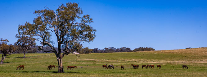 Not in a manicured paddock, but these horses look to be happy to roam freely within a large domain. [5655]