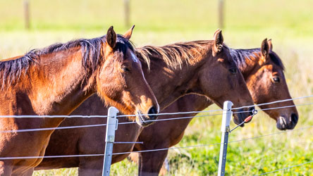 Three horses lined up at an electric fence. [5677]