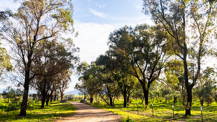 A very pleasant driveway joins quiet Strathearn Park Lodge to the noisy New England Highway. [5423]
