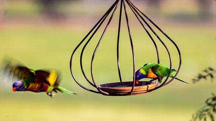 Easily identified are these most colourful Rainbow Lorikeets, enjoying the feeder at Strathearn Park Lodge. [5494]