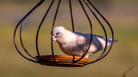 Enjoying the feeding tray at Strathearn Lodge is this Little Corella. Peter says these birds are top of the pecking order here. [5475]