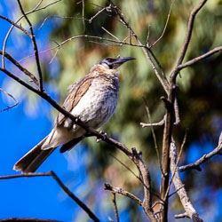 Original image needing sharpening, but identified by AI as a Crested Pigeon. [5537]