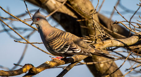 With its distinctive pointy crest on the head, and a red eye, pink legs and wing barring, this is no doubt a Crested Pigeon, as spotted in the trees around Scone. [5487]