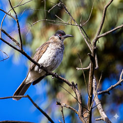 Knobby beak removed, crest added, this AI sharpened image seems to reinforce the ID as a Crested Pigeon. [5337]