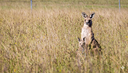 Watchful and suspicious even at a great distance, this mother and joey peeks out of the long grass in a field. [5608]