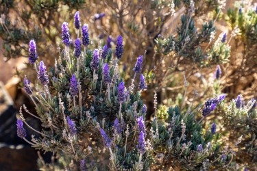 Purple blooms soften the outback’s edge — a quiet patch of beauty beside the old churchyard. [3034]