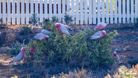 A splash of pink among the grey — galahs gather in the garden, perfectly at home in Silverton’s serenity. [3035]