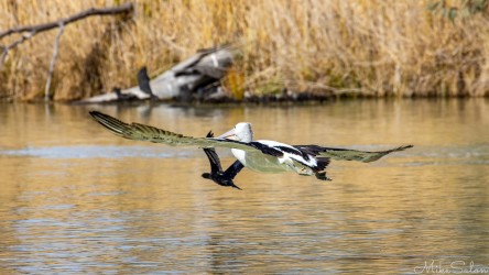 This pelican and great cormorant appear to be competing for the same landing strip on the Darling River. [4838]