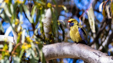 Rather a good match for his background, this Green Rosella surveys the scene overlooking the Darling River. Trouble is, he only belongs in Tasmania and nearby.  ChatGPT thinks it might be an escaped pet or some hybrid. [4858]