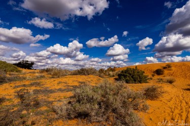 Wind‑shaped ridges and hardy shrubs — the desert’s quiet artistry in motion. [4889]