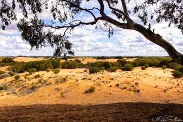 A gum branch frames the shifting sands — timeless contrast between life and landscape. [4894]