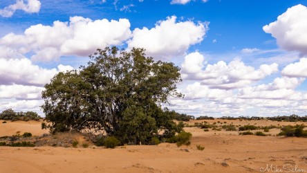 This River Red Gum Tree, hundreds of years old, is known as the `God Tree`. Sand had covered its trunk, but seems to have been dug out. [4902]