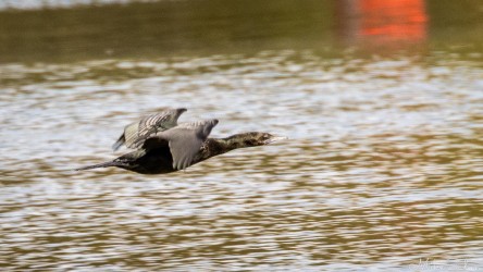 A cormorant skims the river’s surface — a living link to the waterways that once carried paddle steamers and prosperity. [4869]