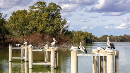 Part of the gigantic Murray-Darling Basin water management system, Lock & Weir #10 at Wentworth, enjoyed by pelicans. [4879]