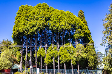 Weird topiary seems to be on display here, but probably just to clear those powerlines, on the highway at Wentworth Falls. [5882]