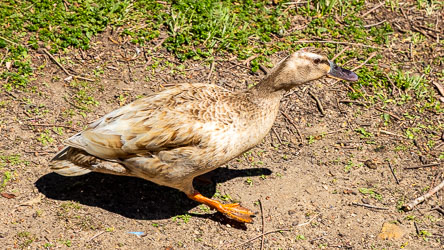 Wikipedia says `Domestic ducks (mainly mallards) are ducks that have been domesticated and raised for meat and eggs.` This one seems to have escaped that fate, and is roaming freely around WFL. [5899]