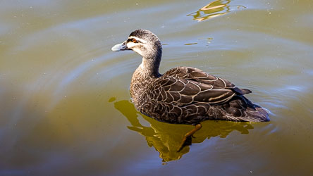 Gemini picked this as a Pacific Black Duck (Anas superciliosa), commonly called a PBD. THis guy can be seen in wetlands almost anywhere in Australia or to the north. [5953]