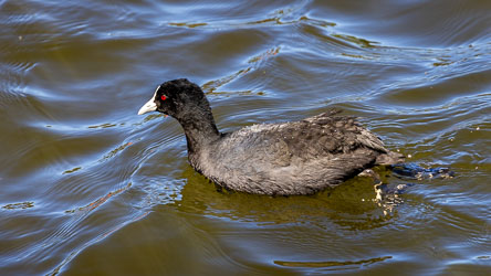 Not a duck, but hangs out with ducks, the Eurasian Coot is found here and there all over the world but not the Americas. [5919]