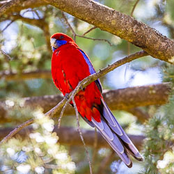 Just look at the splandid tail-feathers of this Crimson Rosella. He lives only in Eastern and South Eastern Australia. [5927]