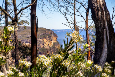 Focus stacked closeup wildflowers and distant escarpment at Wentworth Falls.[5970]