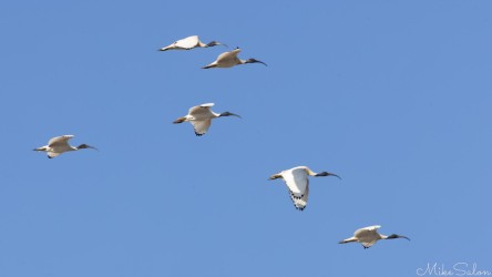 A small flock of Australian White Ibis gliding over Taylor Square during the 2025 Sydney Marathon. Their graceful formation and pale wings contrast with the deep blue sky, adding a touch of serenity to the city’s race‑day energy. [5337]