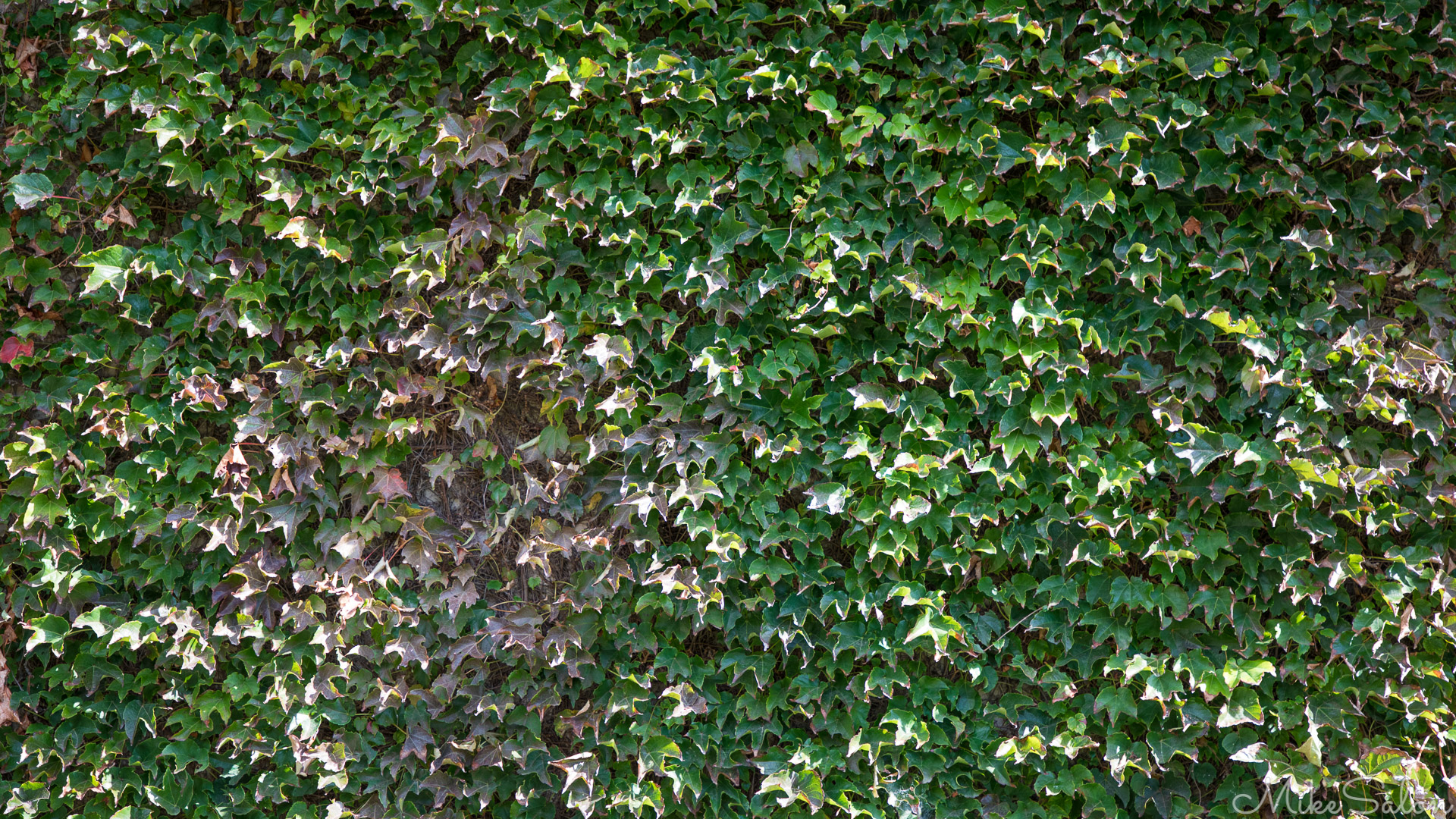 Natural Wallcovering : A pretty creeping plant (type unknown to me) vastly improves the appearance of a brick wall in Elizabeth Bay in Sydney. [0367] (0D0A0367.jpg)<br>Camera: Canon EOS 5D Mark IV