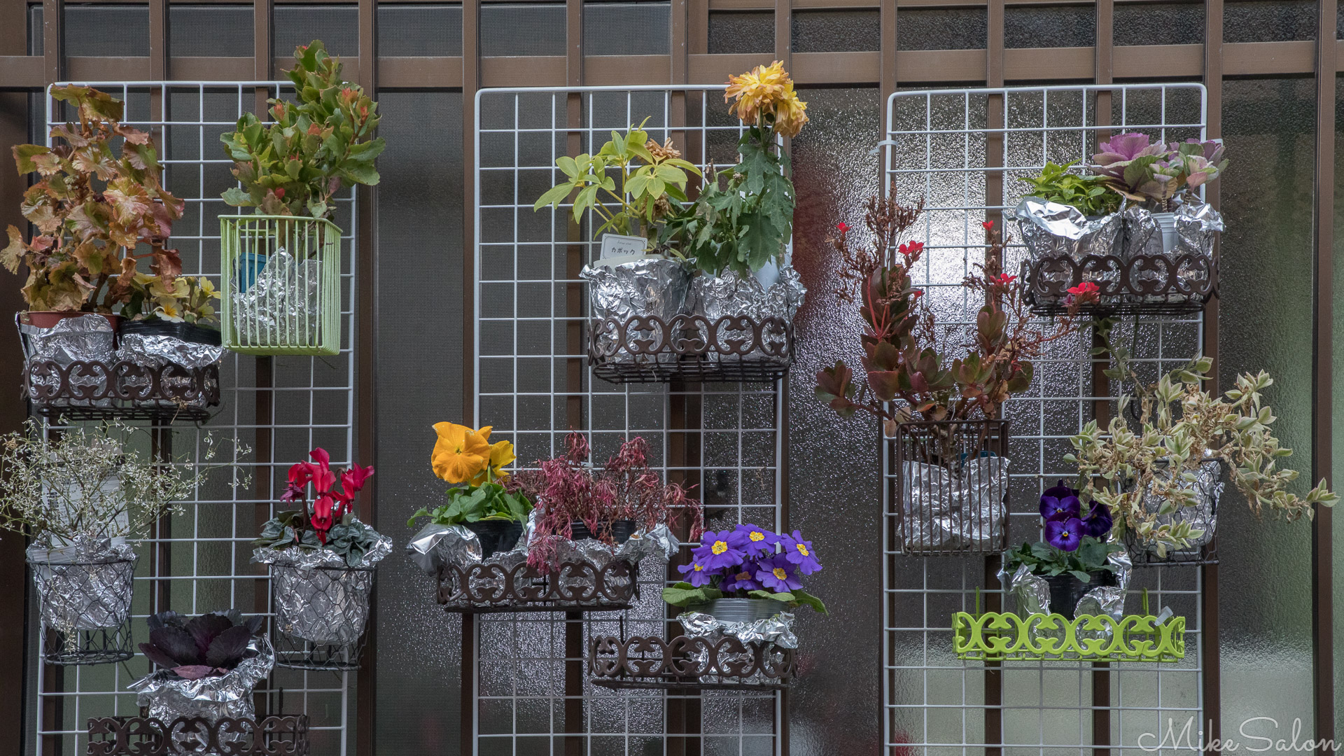 Miyajima House Garden : Colour and variety characterise this house decoration in the narrow streets of Miyajima. [7175] (0D0A7175.jpg)<br>Camera: Canon EOS 5D Mark IV