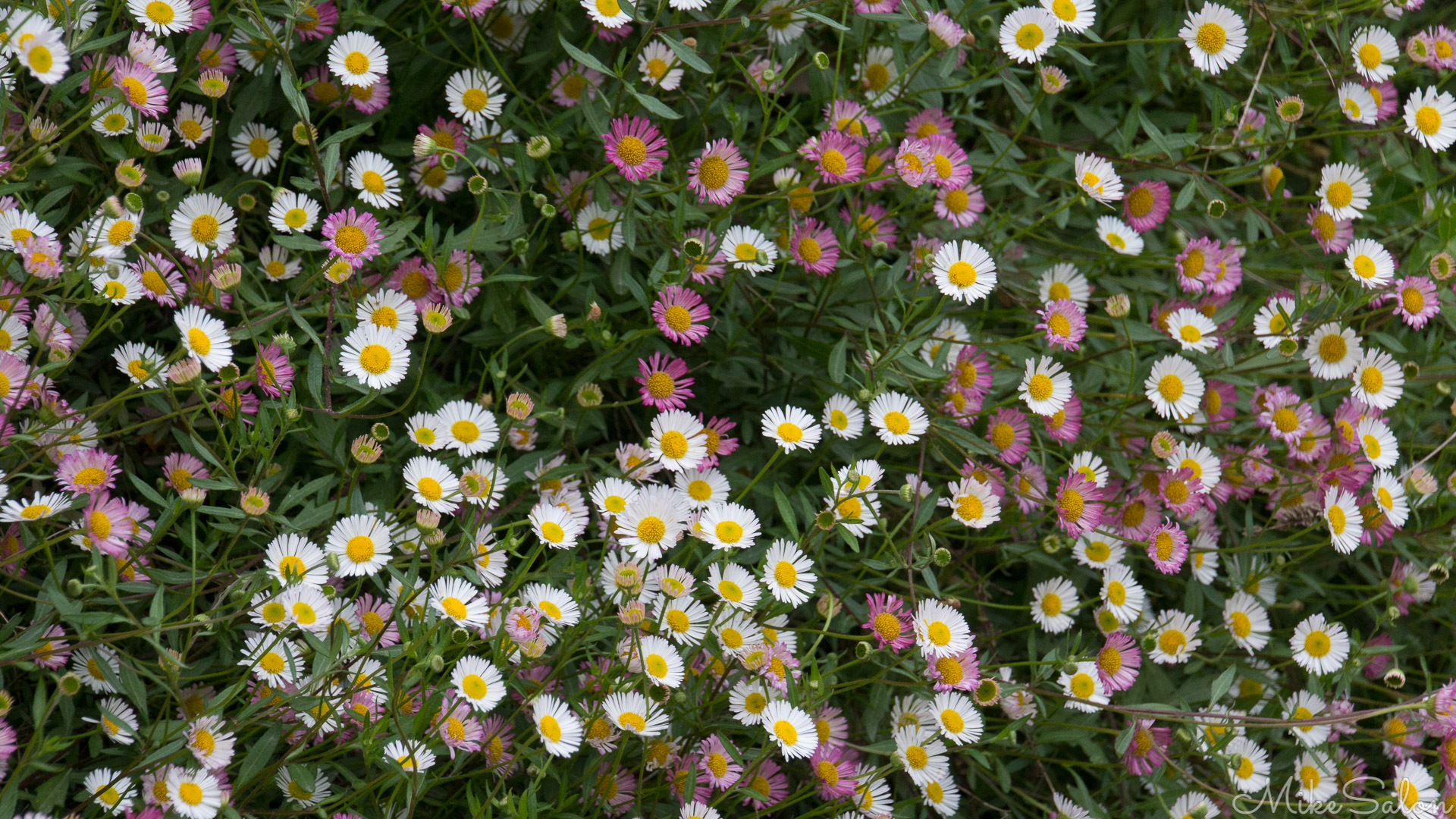 Wildflowers : A colourful floral display seen near Mount Evelyn in Victoria's Dandenong Ranges. [5082] (IMG_5082.jpg)<br>Camera: Canon EOS 60D