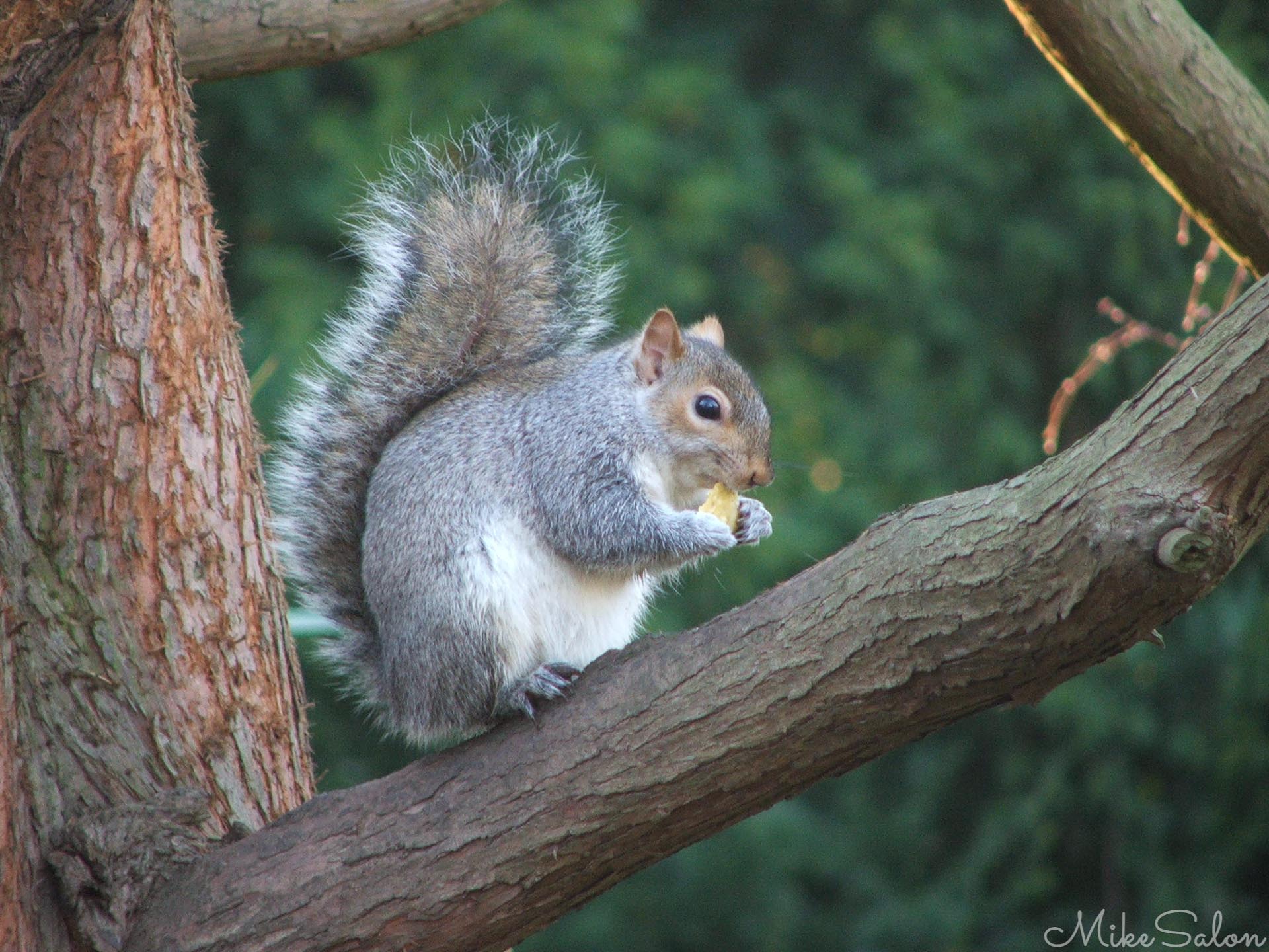 London Squirrel : Native to America but introduced to Britain, this squirrel found in St James Park. (DSCF4782-2.jpg)<br>Camera: FinePix S5500