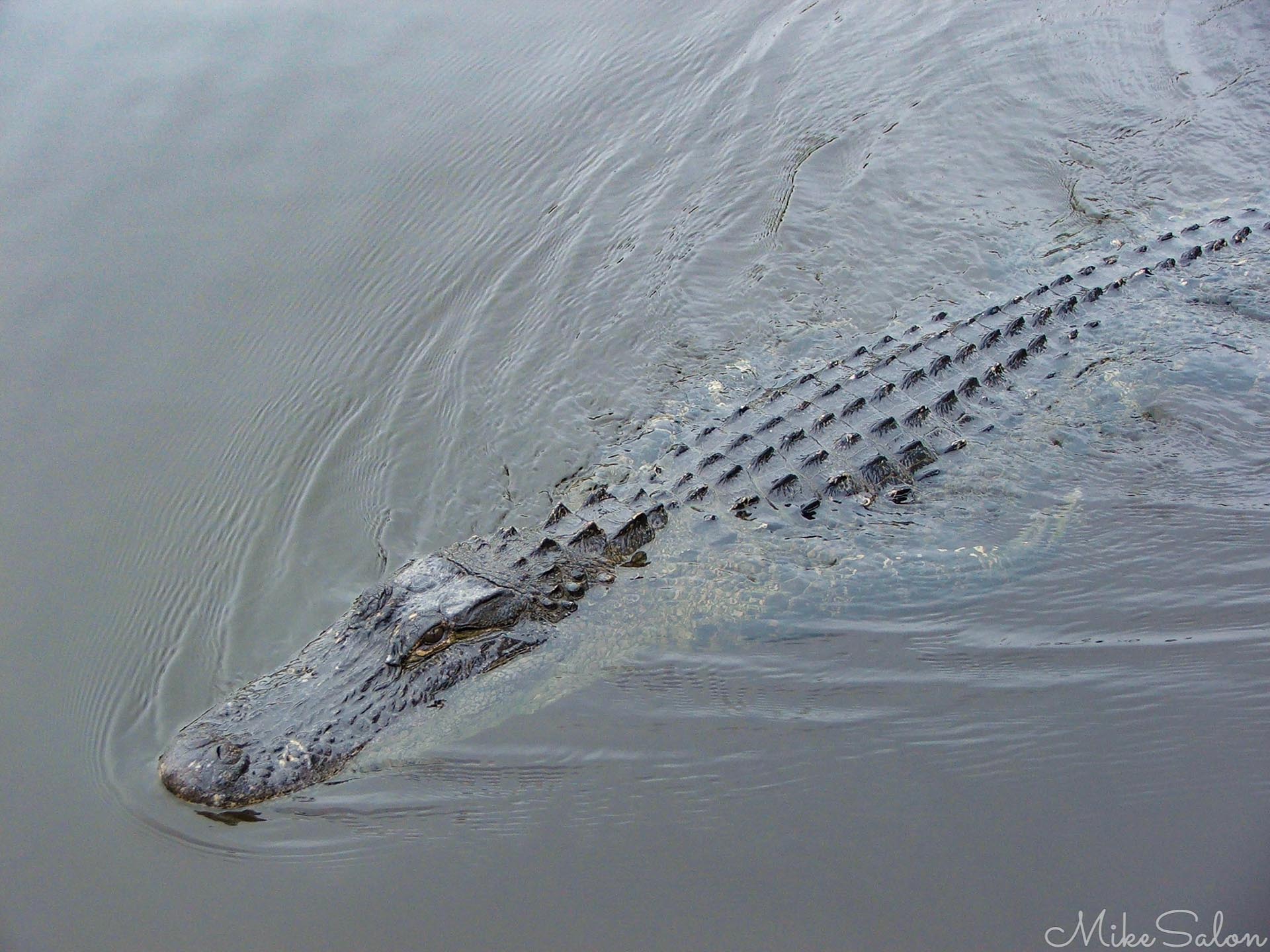 Looking For Lunch : Almost invisible in the grey Florida Evergaldes water, an American alligator fearlessly approaches. (DSCF5527.jpg)<br>Camera: FinePix S5500